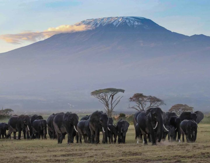 Amboseli National Park