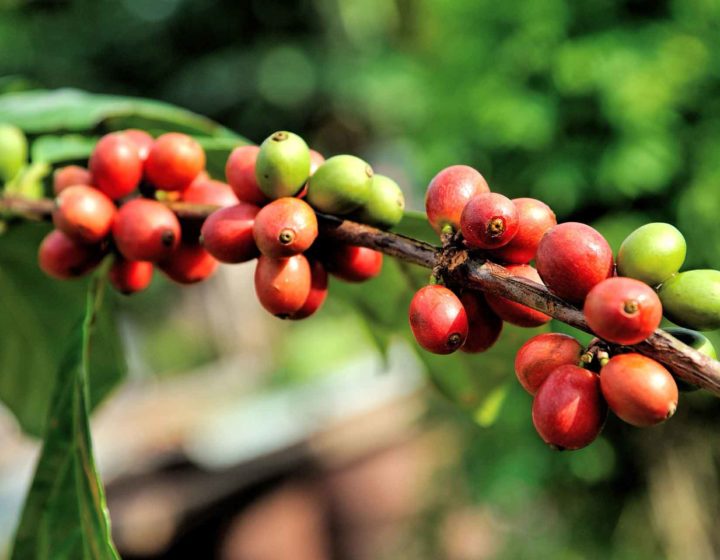 Coffee Estates