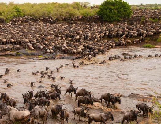 Maasai Mara National Reserve