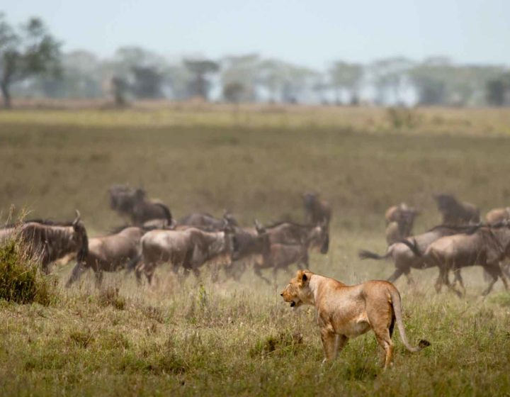 Masai Mara