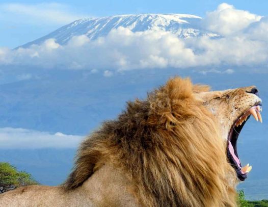 Amboseli National Park 3 Days Tour