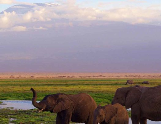 Amboseli and Tsavo Tour