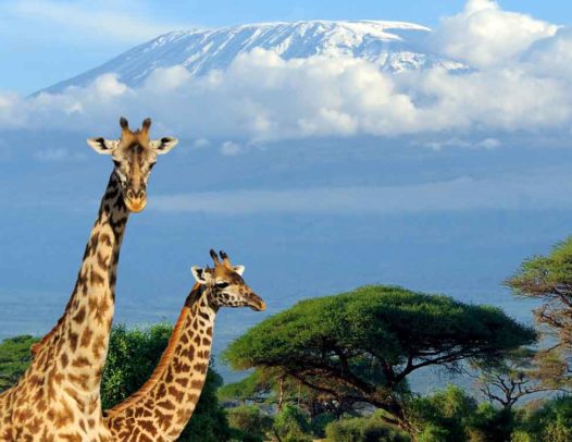 Amboseli National Park-2 Days Tour