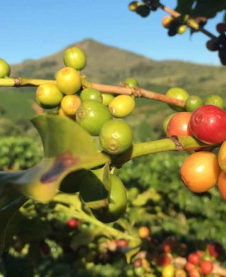 Coffee Estate Tours