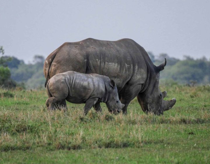 Laikipia