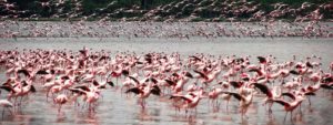 Lake Nakuru National Park