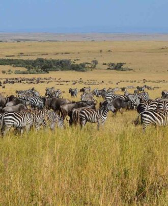 Wildlife View Tours